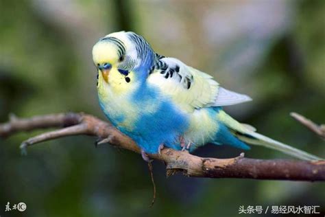 養鸚鵡風水|【家裡養鳥好嗎】家裡養鳥好嗎？千萬別犯這些風水禁忌，小心招。